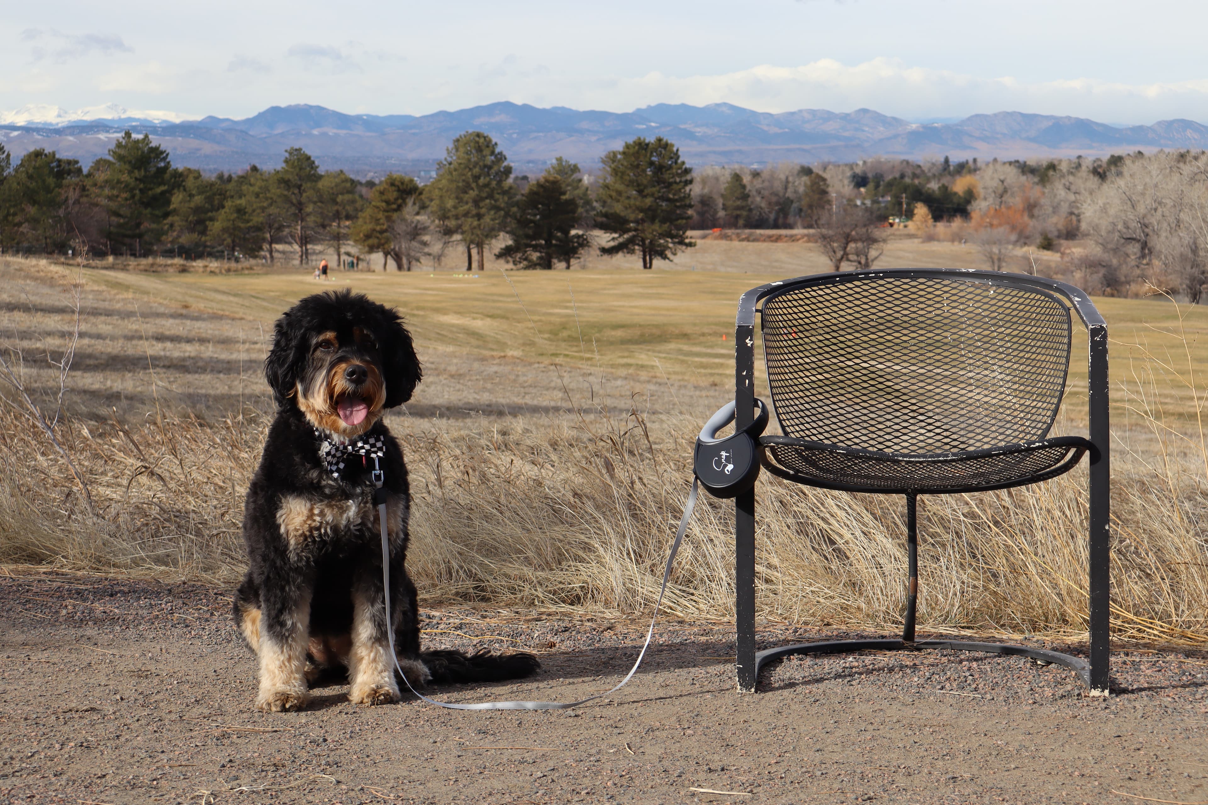 Dog leash that attaches to a bench keeping a dog secure outdoors